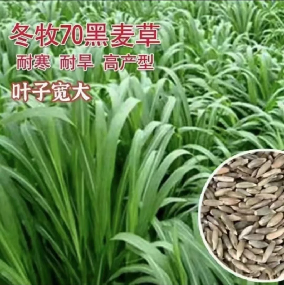 冬牧70黑麦草草籽黑麦草种子叶子通用牧草可过冬耐寒养鱼牛草