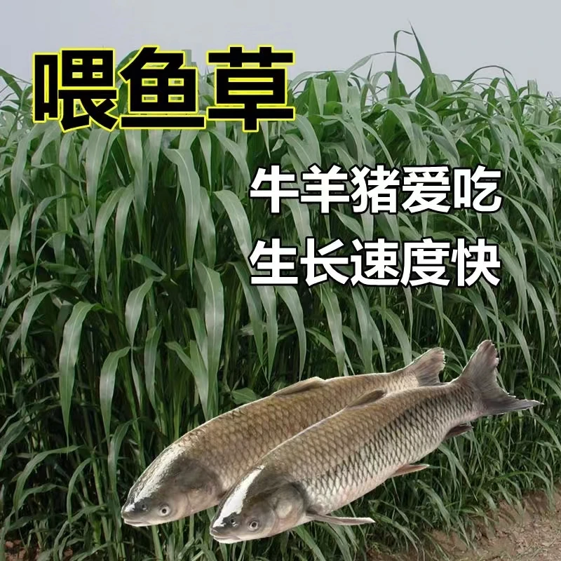 草种子养鱼专用牧草耐热高产牛羊兔饲草