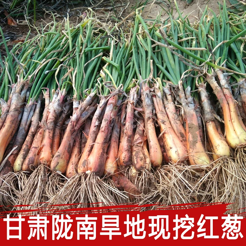 新货甘肃陇南新鲜红葱发批包邮产地直销大葱老葱葱根可栽植