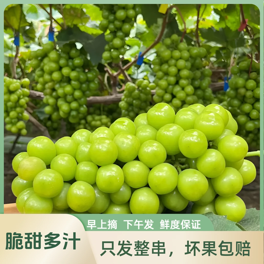 阳光玫瑰葡萄云南现摘青提脆甜饱满应季新鲜水果8-10g大果