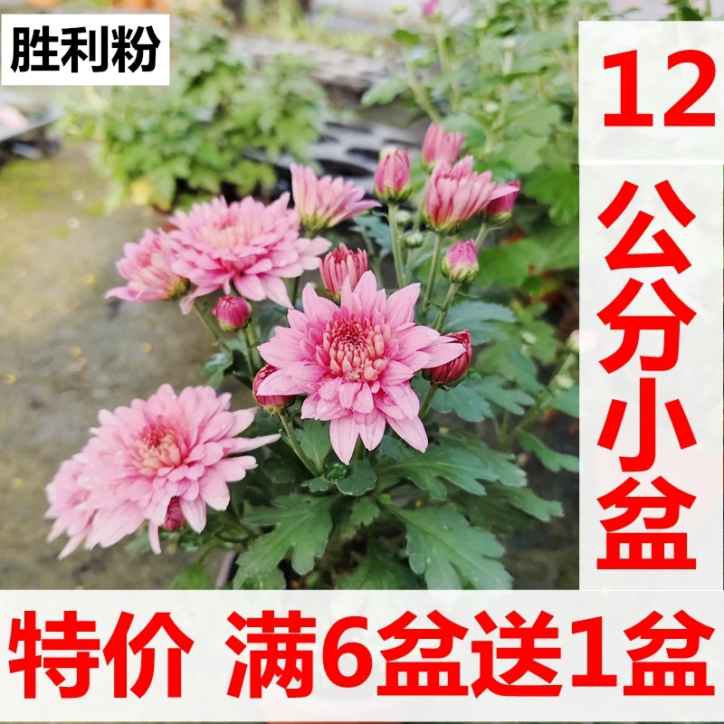 12公分盆庐庭 球菊一年2次花千头菊花园植物菊花小苗小菊苗秋菊苗