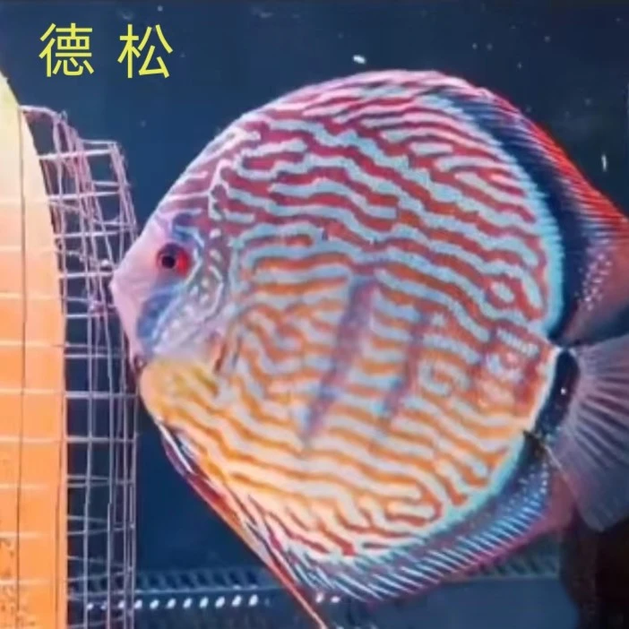 德松-七彩神仙鱼【活体养殖发货】小鱼观赏鱼