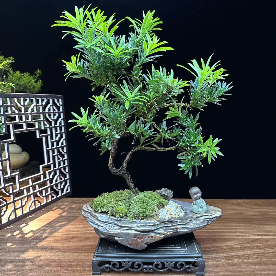 罗汉松盆景室内精品茶桌展架办公室摆件美化环境摆件造型鲜活适合