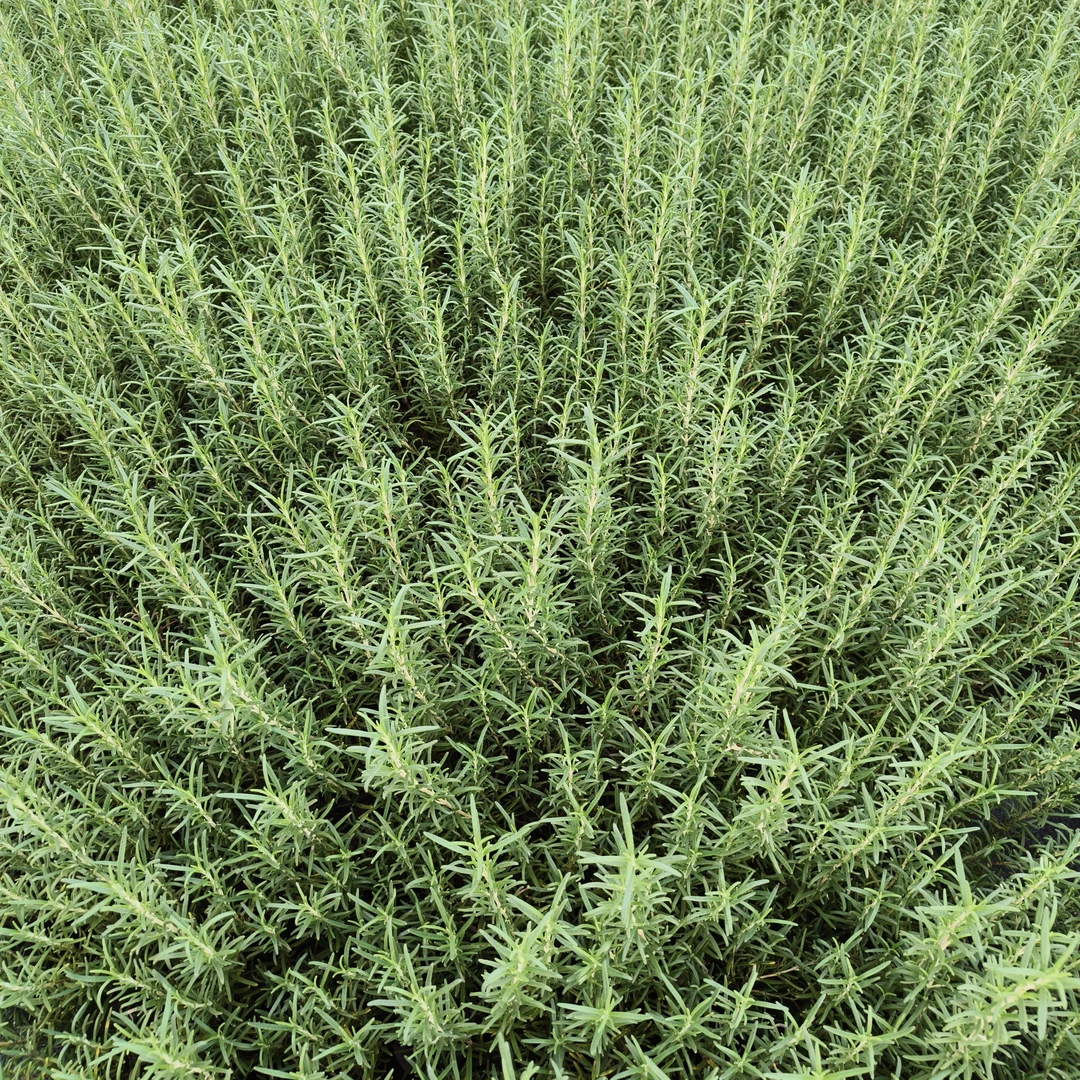 【迷迭香】棒棒糖盆栽驱蚊香草植物室内室外绿植