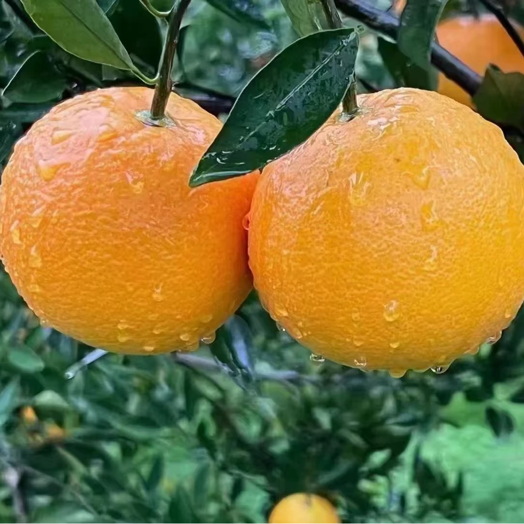 【秭归脐橙】湖北秭归伦晚脐橙
