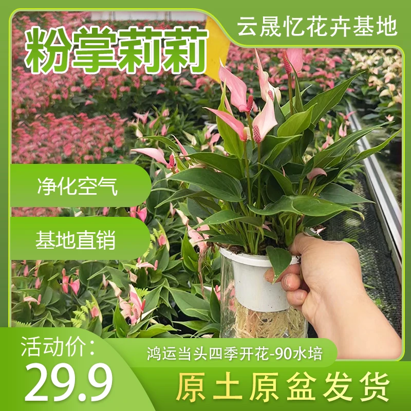 【粉掌莉莉-120水培】鸿运当头四季开花3-5朵花原盆原土发货