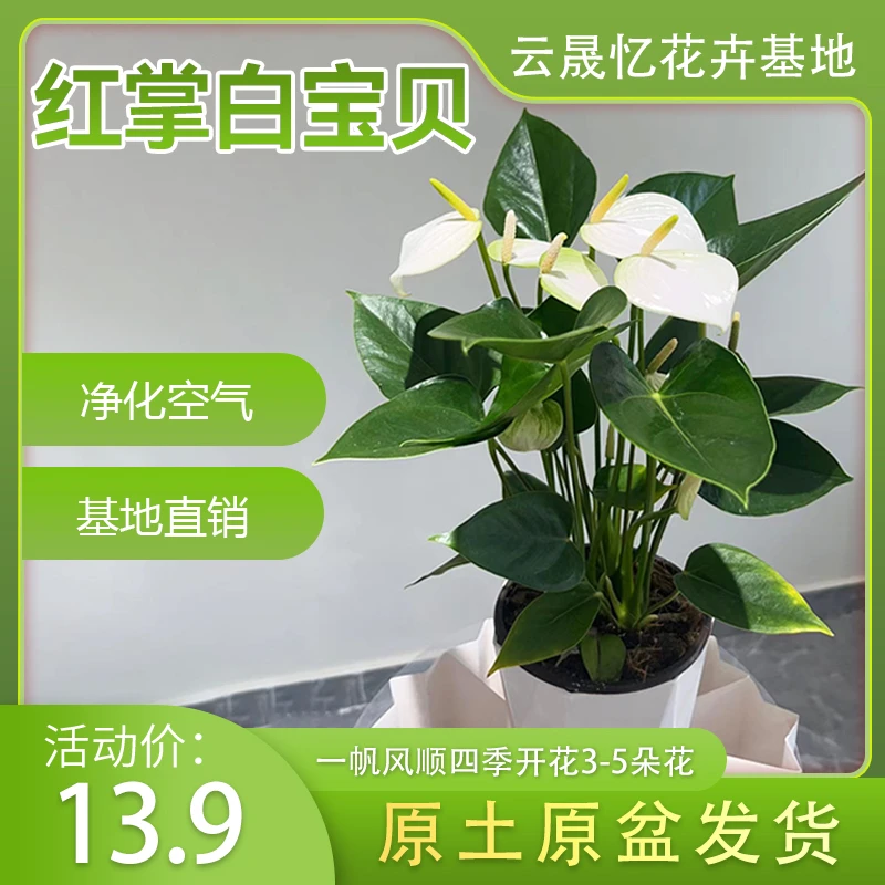 【红掌白宝贝-120杯】一帆风顺四季开花3-5朵花原盆原土带盆发货