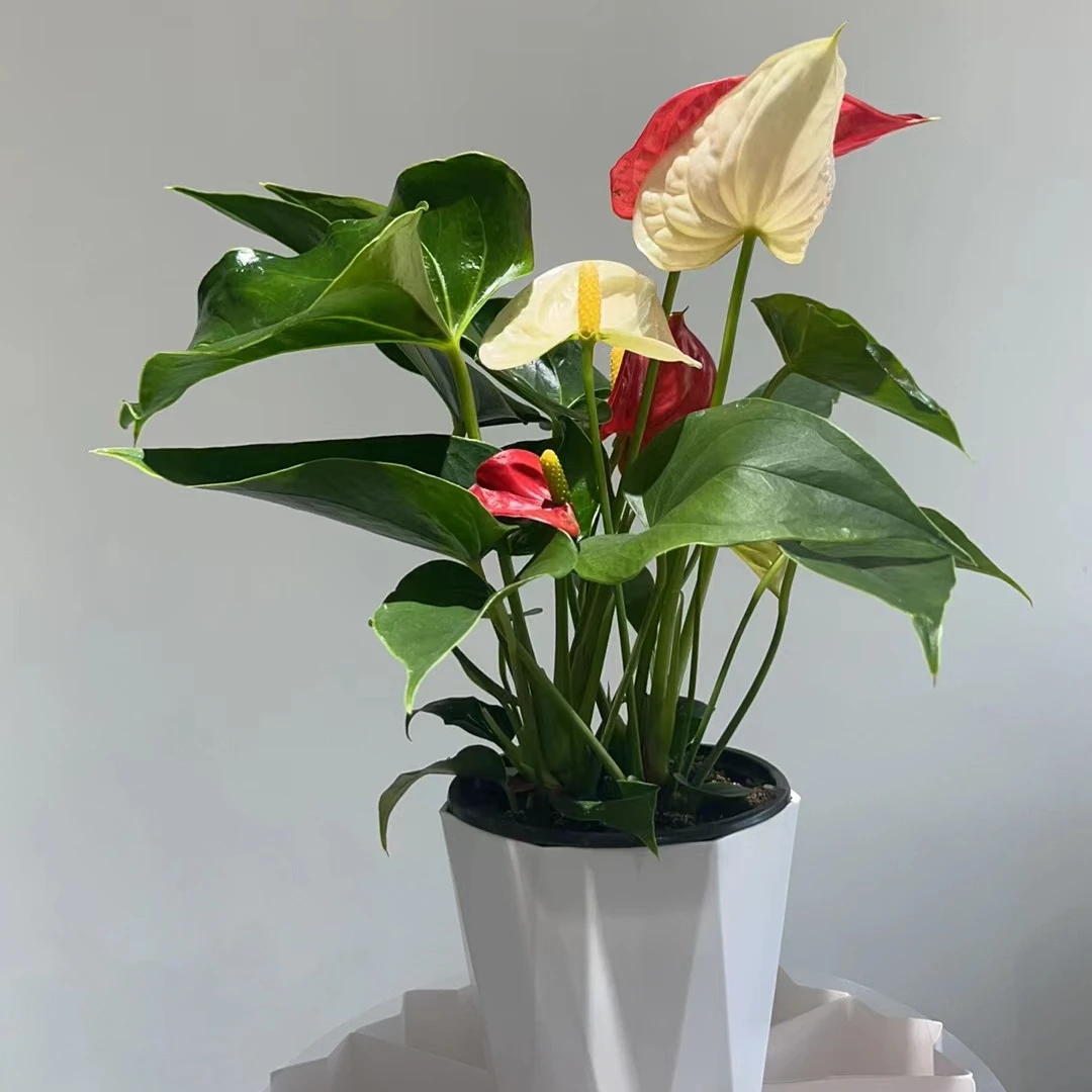 【红掌混色-120杯】鸿运当头四季开花3-5朵花原盆原土带盆发货