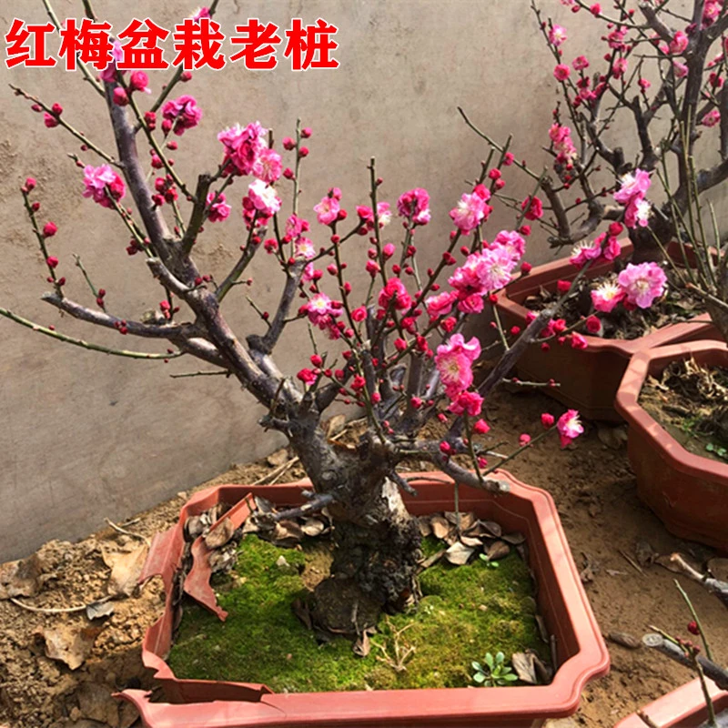 【红红火火】红梅老桩-过年开花红红火火， 芳香四溢，原土球发货！