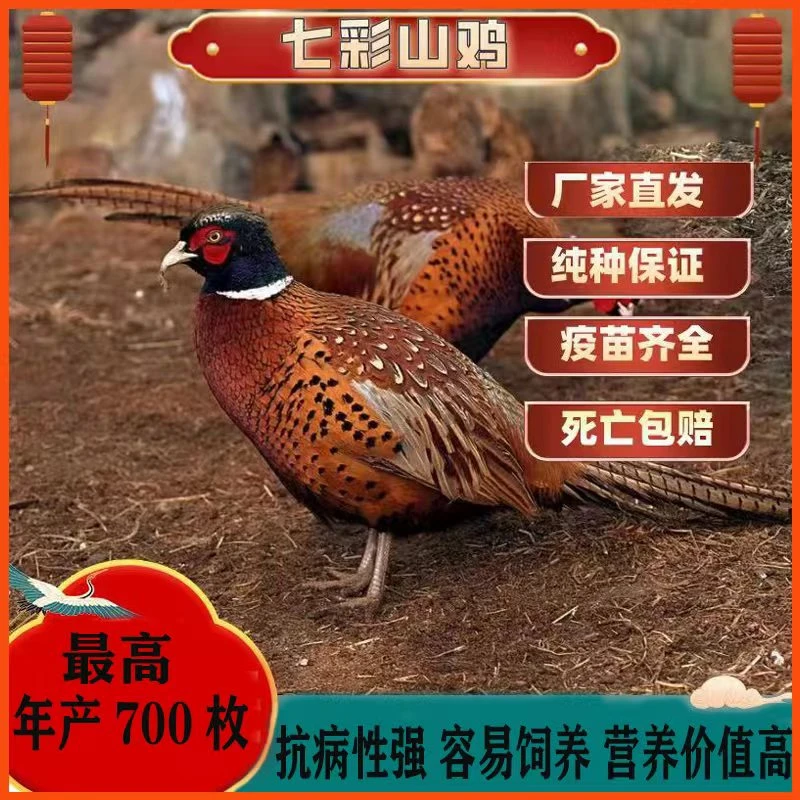 纯种七彩山鸡  （活鸡）顺丰包邮