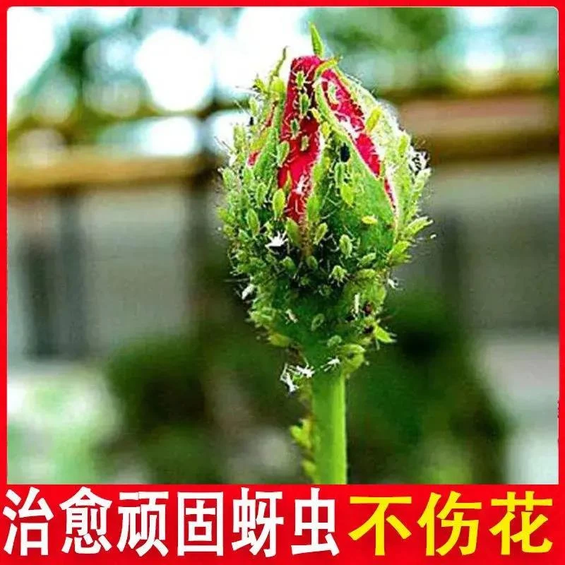 百虫灵杀虫剂家用花卉绿植物盆栽蔬菜果树蚧壳虫小黑飞粉虱蚜虫药