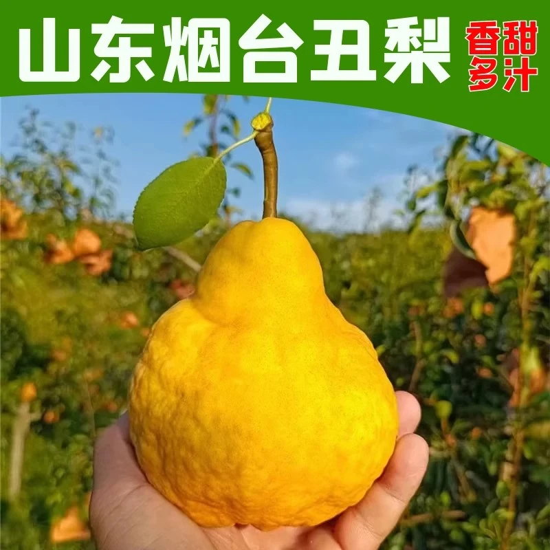 【山东烟台丑梨】地方特产放软吃软糯香甜汁水多老少皆宜苹果苹果