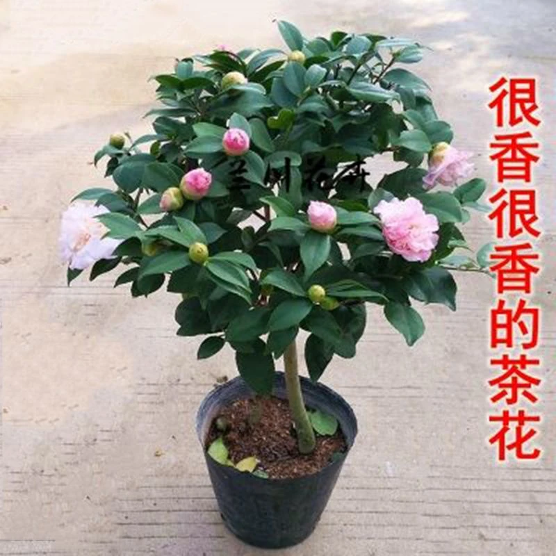 香妃茶花树苗盆栽花苗带花苞花卉庭院室外四季茶花浓香型开花不断