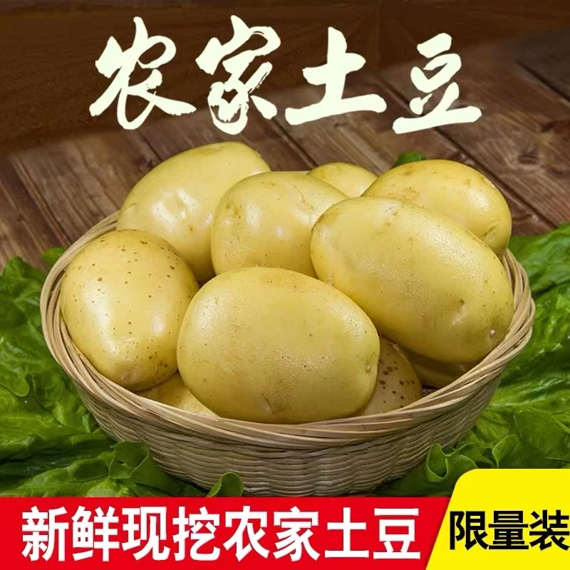 2025现挖新鲜黄心土豆现挖现发新鲜皮薄优质饱满营养