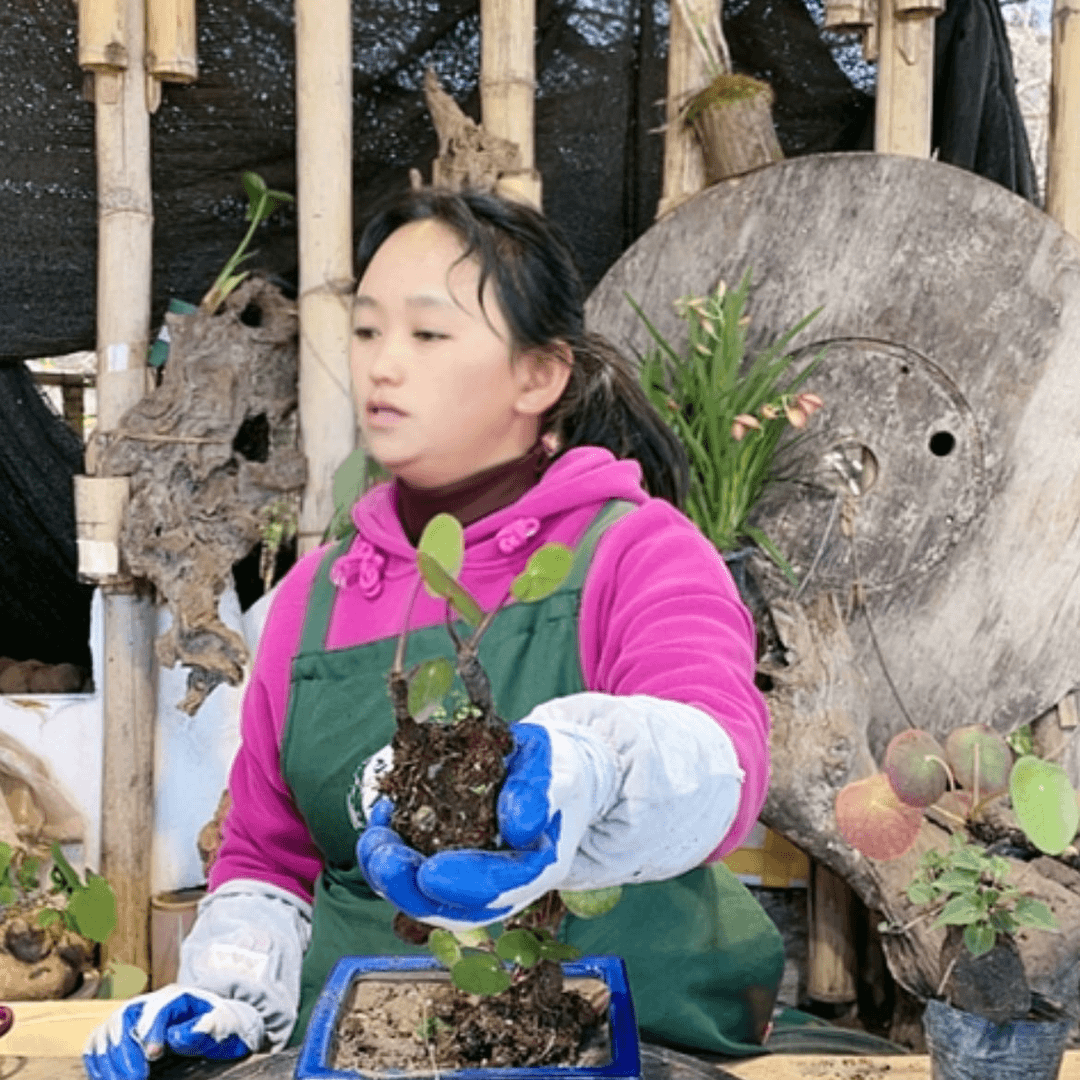 【闪购商品】山乌龟