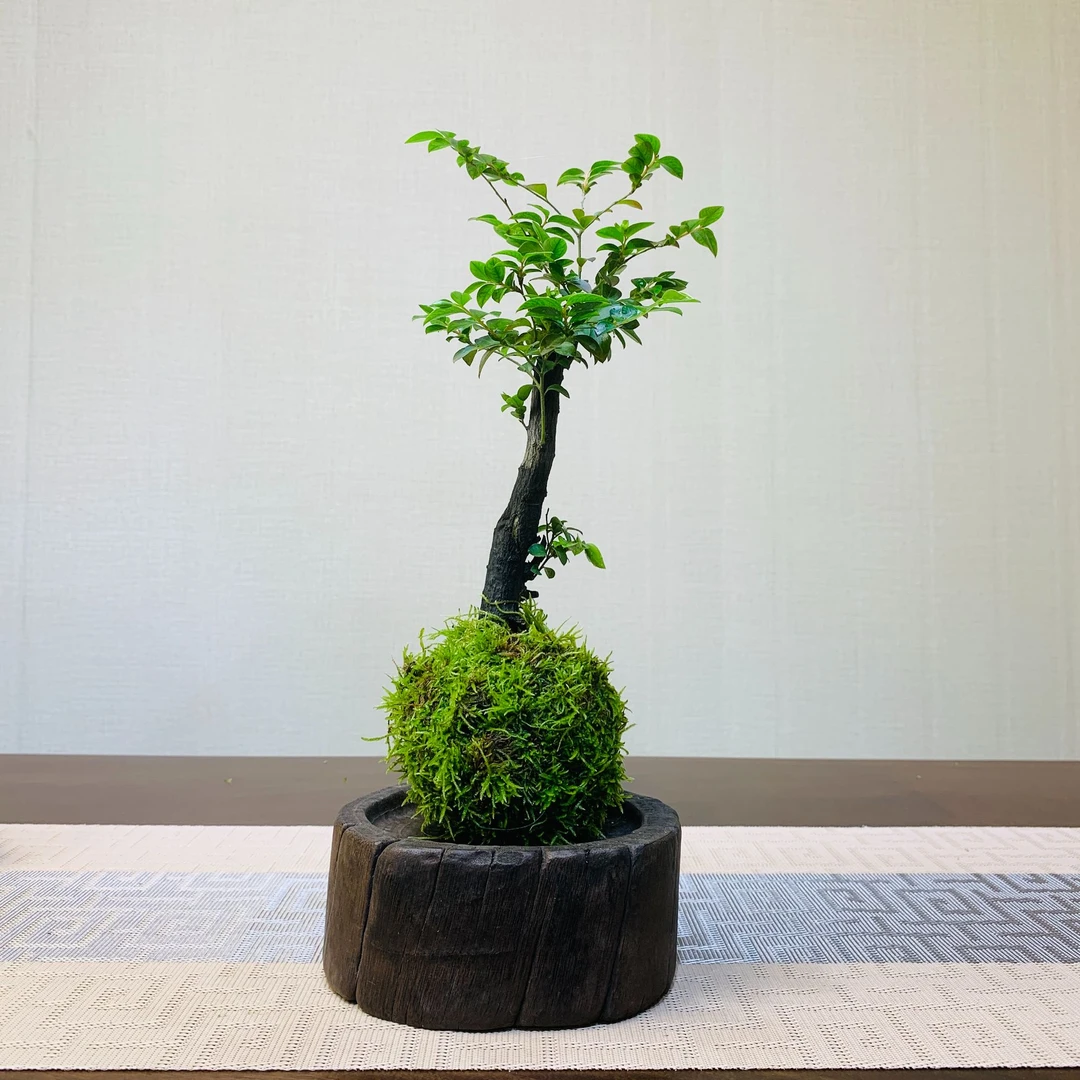 黑古茶苔藓球小叶紫檀办公室书房阳台吸甲醛四季常青室内植物