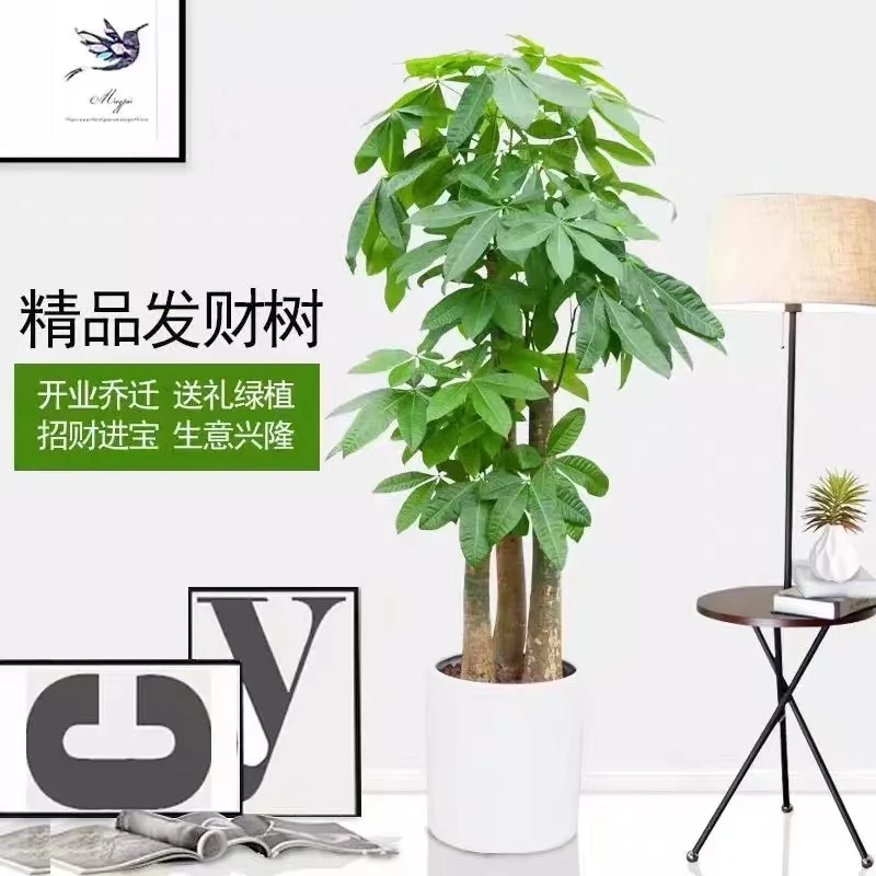 步步高发财树盆栽大棵室内摆客厅大型招财树绿植物办公室乔迁开业