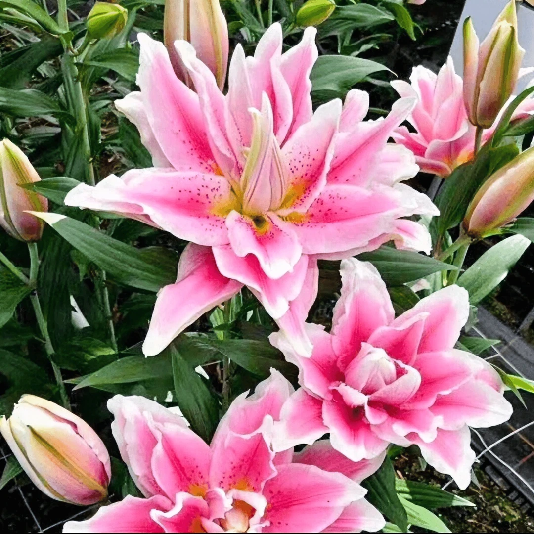 百合种球浓香型花卉类盆栽花种大球香水百合重瓣穿种球四季粉色