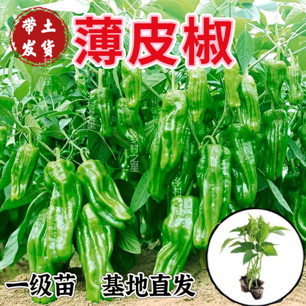 薄皮辣椒原种秧苗香辣口感阳台庭院地栽盆栽蔬菜苗薄皮辣椒苗