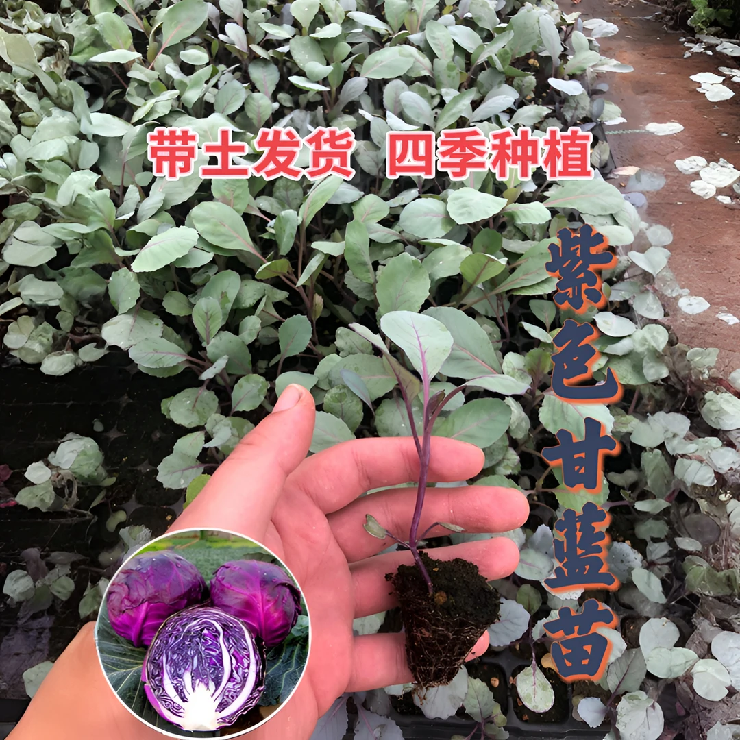 春秋紫甘蓝秧苗带土户外阳台庭院盆栽地栽沙拉菜包菜蔬菜紫甘蓝苗