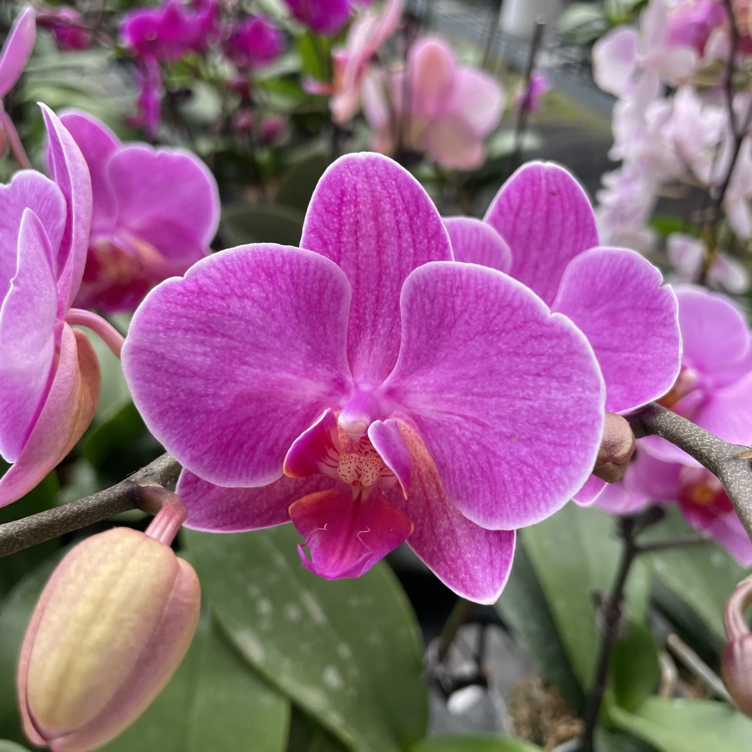 【秀新甄选】蝴蝶兰【粉玫瑰】3.0寸单剑全花无花苞少根 福利款无售后