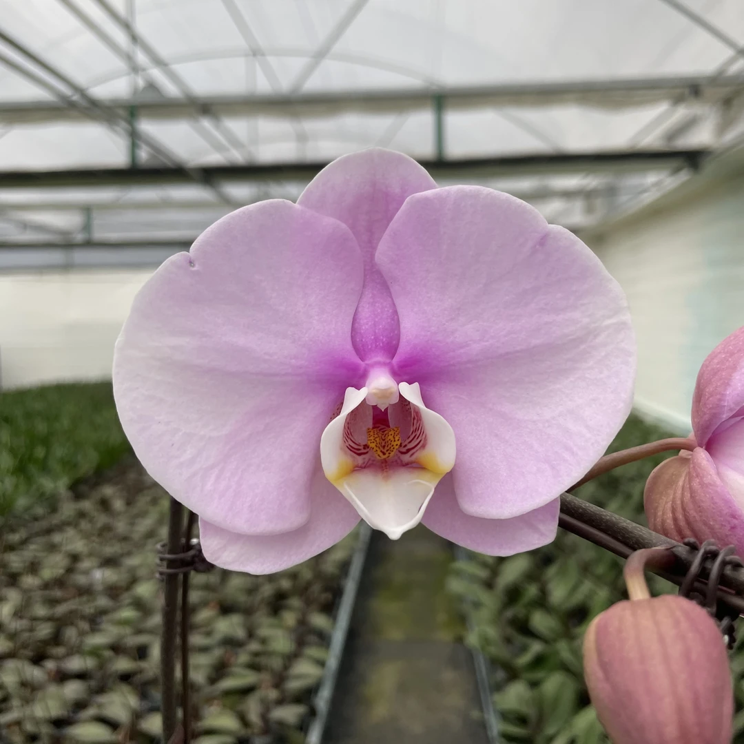 【秀新甄选】蝴蝶兰【月宫玉人】3.5寸带花带花苞保8个发货 高档花卉