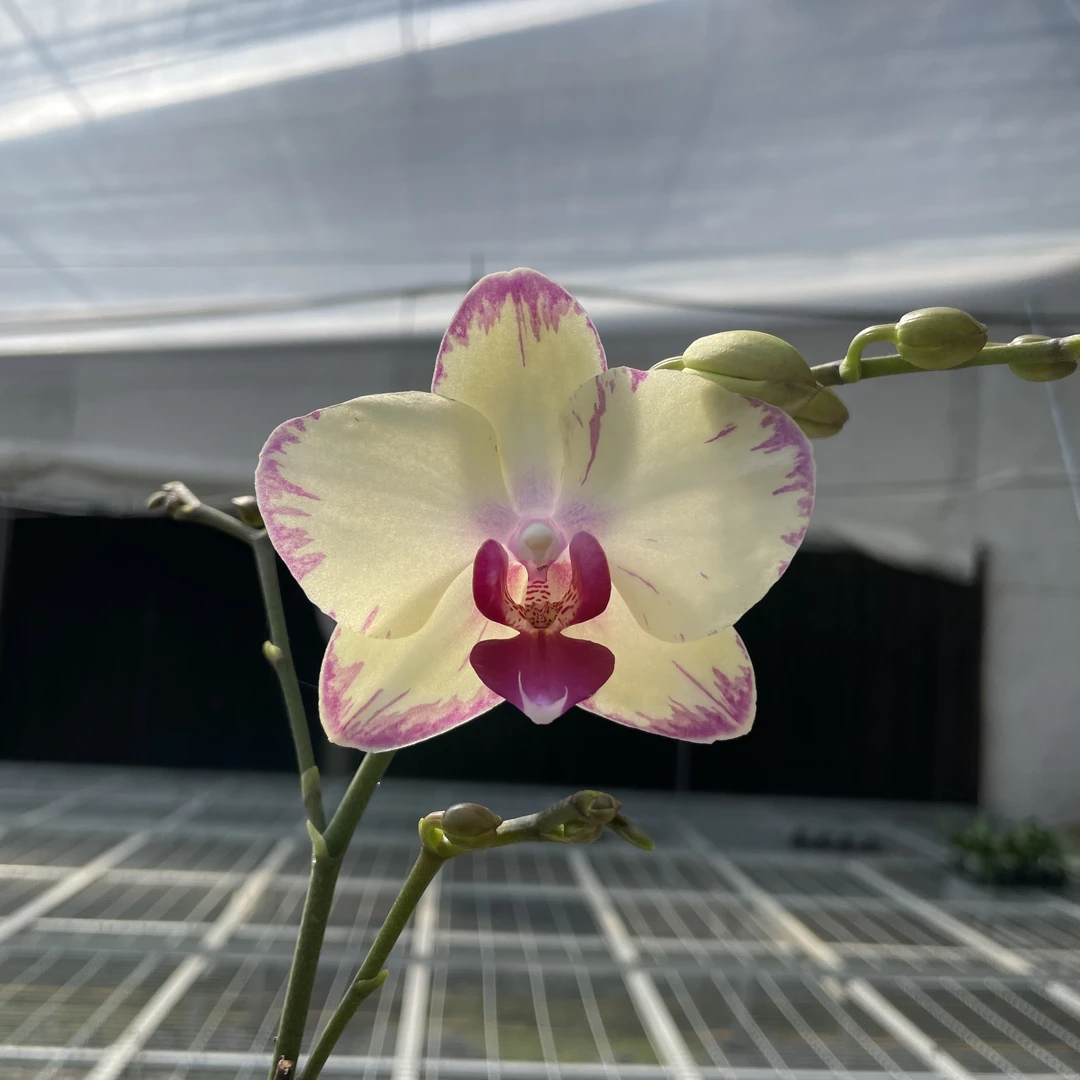 【秀新甄选】蝴蝶兰【绿闪电】3.0寸单剑带花带花苞发货 高档花卉
