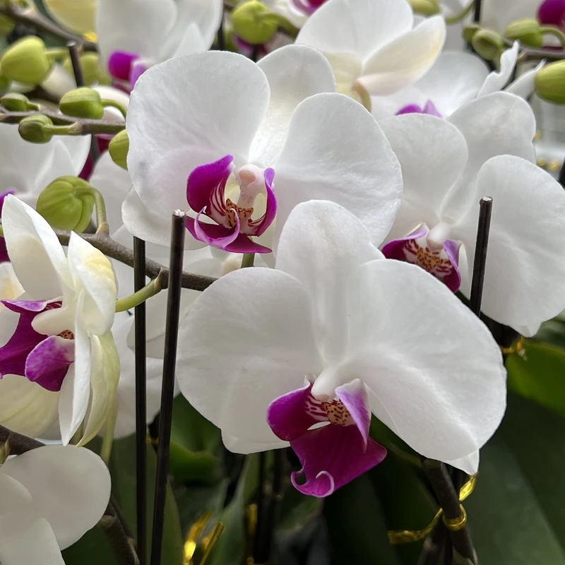 【秀新甄选】蝴蝶兰【雪玉】3.0寸带花带花苞 叶片微瑕介意勿拍