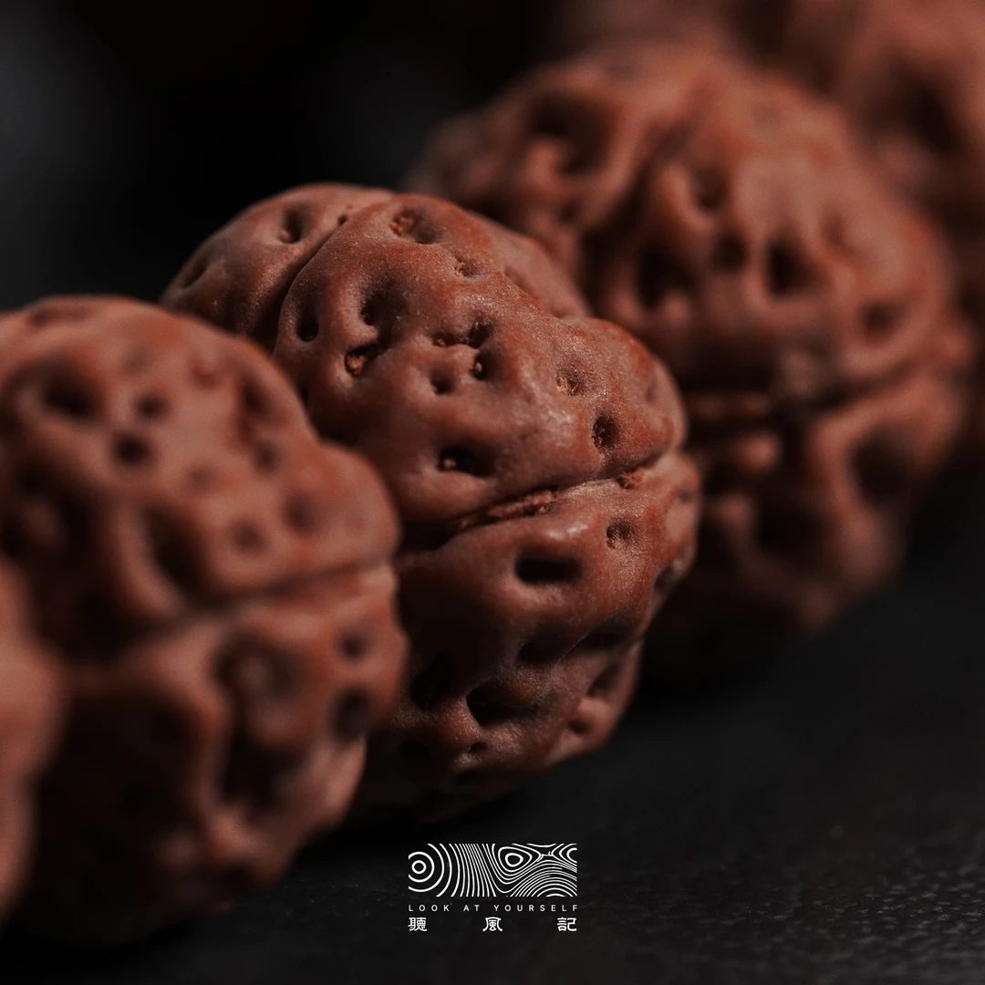 【惊鸿】新籽下树勿里达纯血老树王飞碟小金刚手持（孔道微黄）