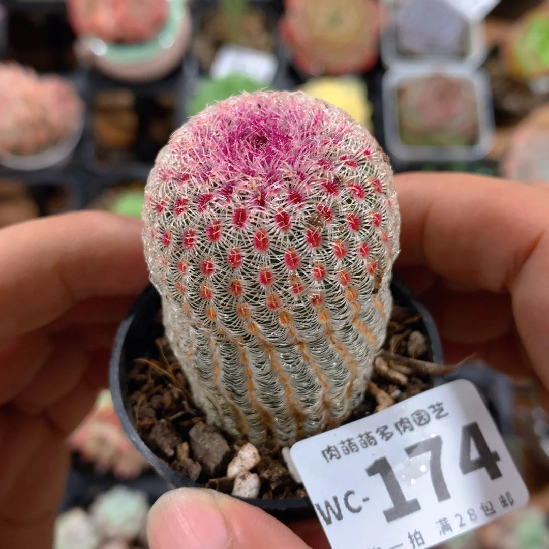 5CM拇指盆精控多肉WC174