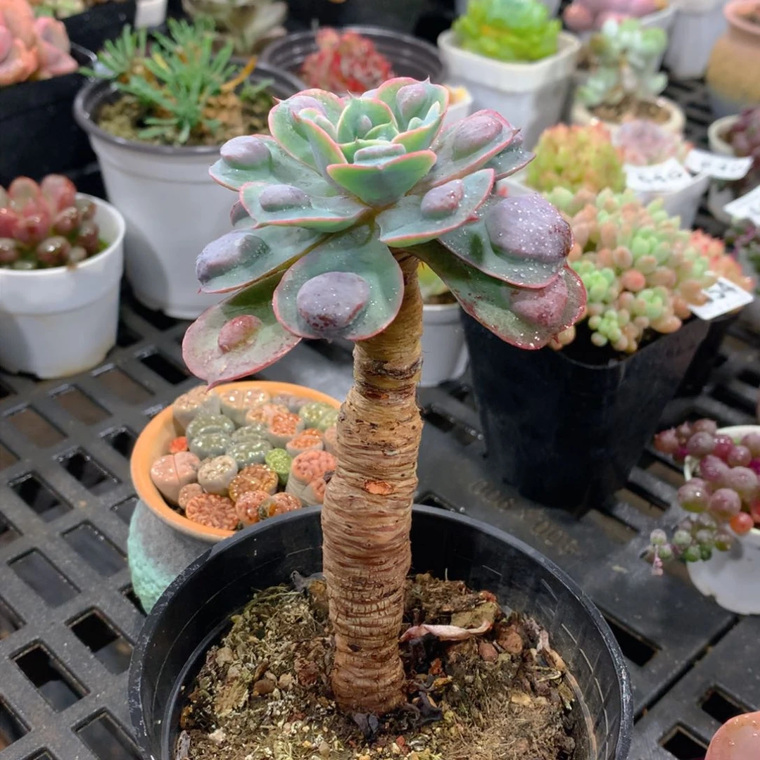 肉萌萌拇指盆多肉WJ660