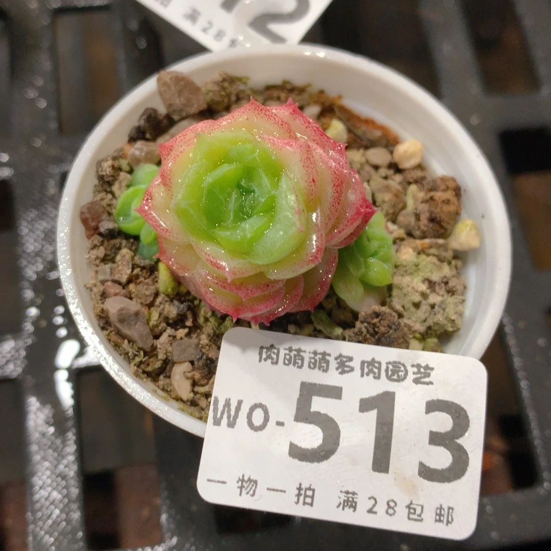 肉萌萌拇指盆精控多肉WO513