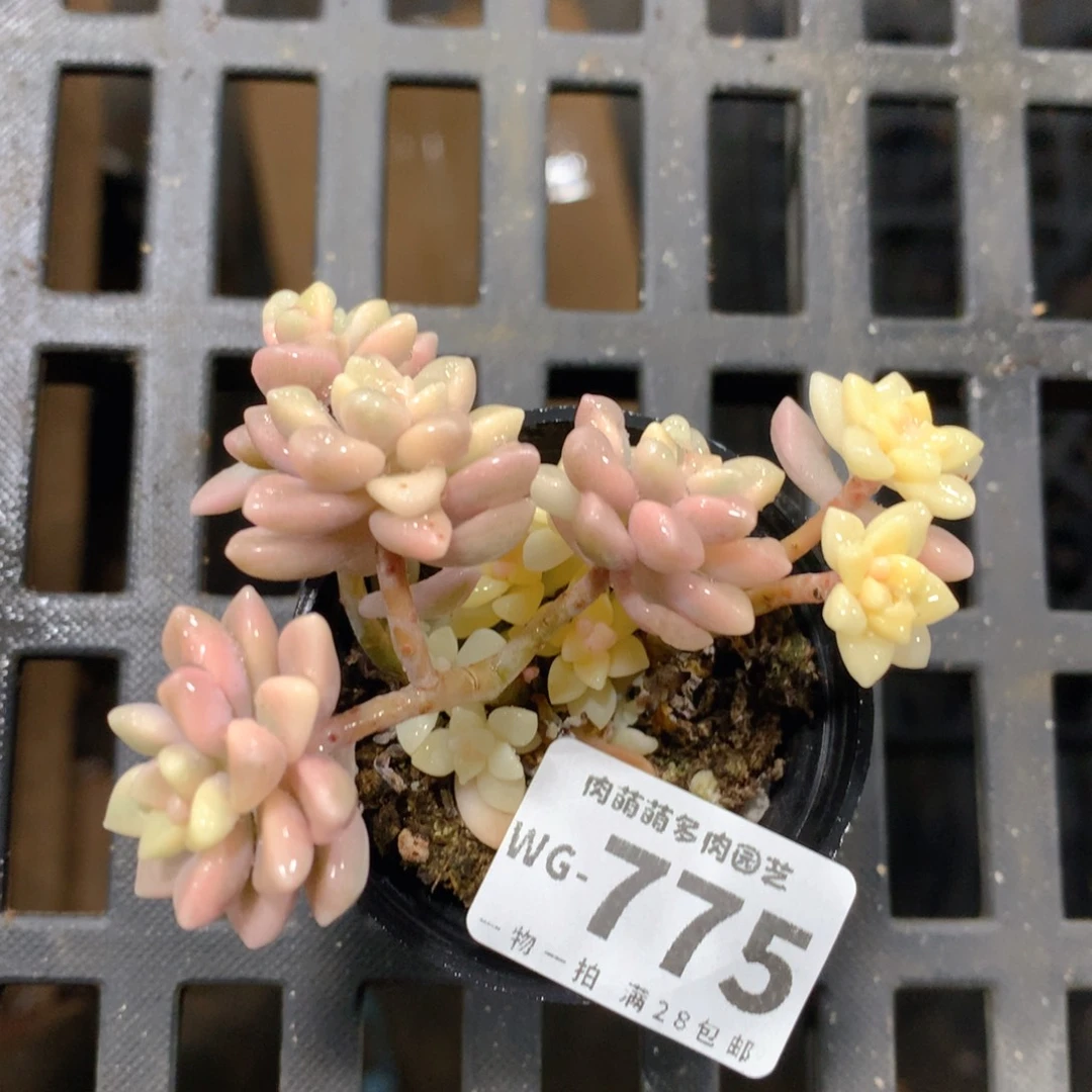 肉萌萌拇指盆多肉WG775奖