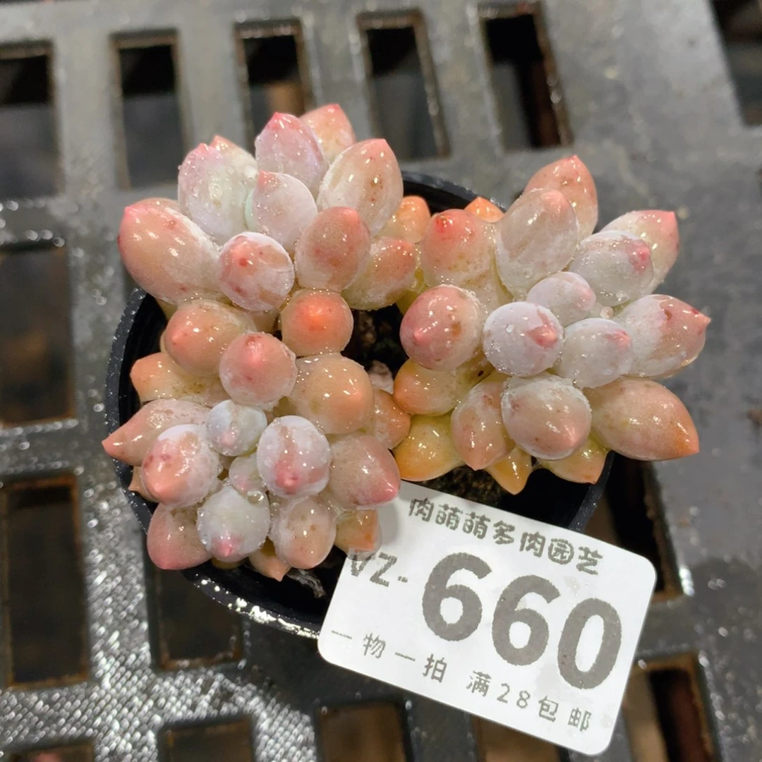 肉萌萌拇指盆多肉VZ660