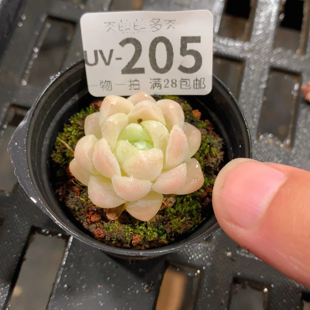 肉萌萌拇指盆多肉UV205