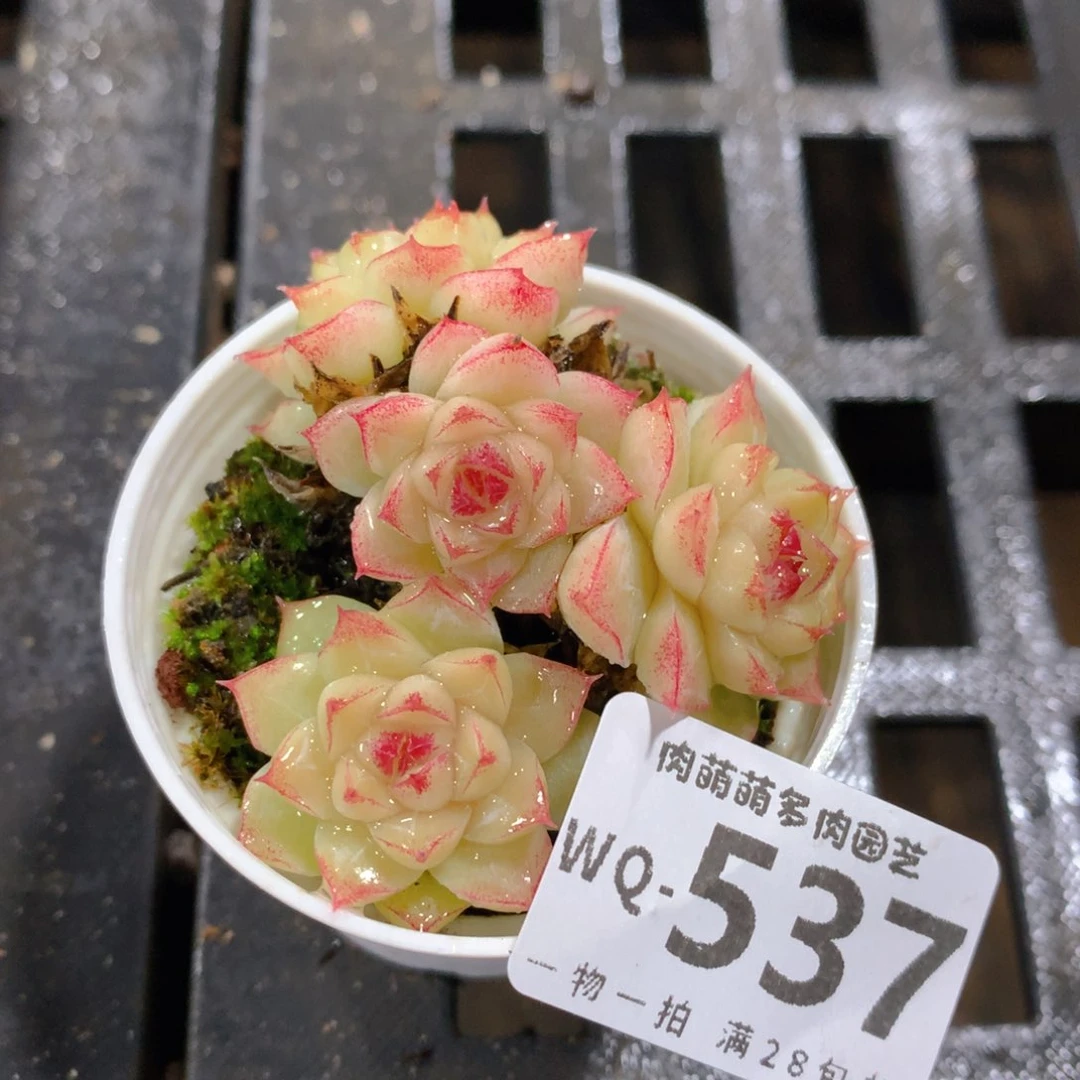 肉萌萌拇指盆精控多肉WQ537