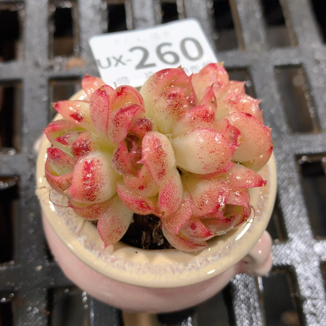 肉萌萌拇指盆多肉UX260