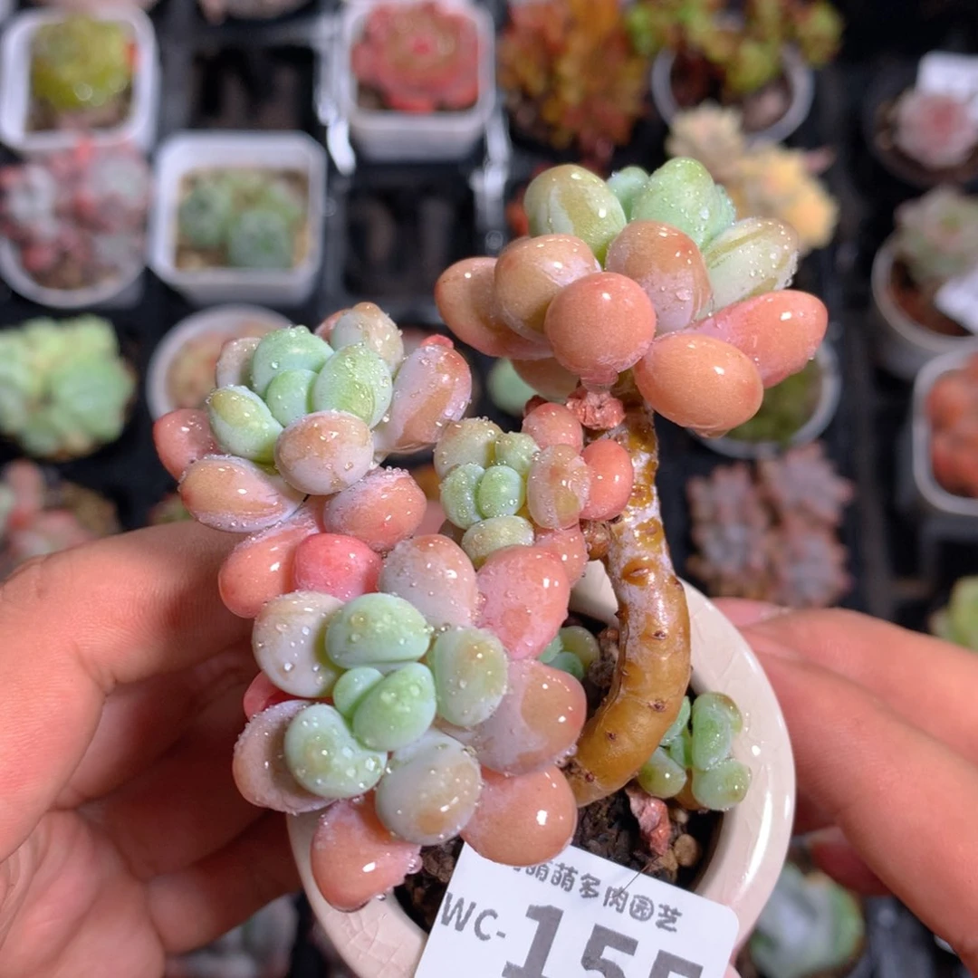 5CM拇指盆精控多肉WC155