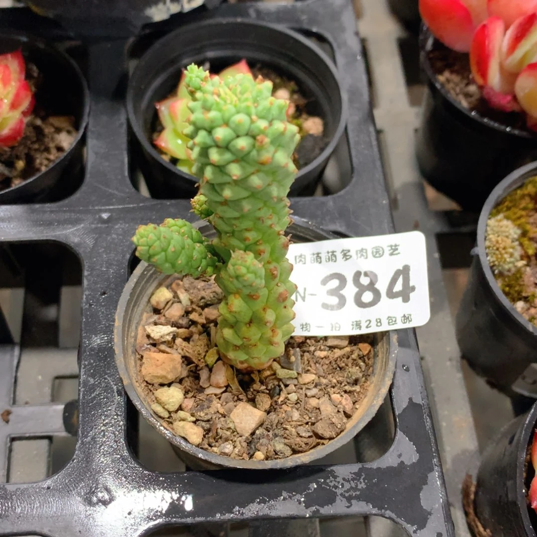 肉萌萌拇指盆多肉VN384