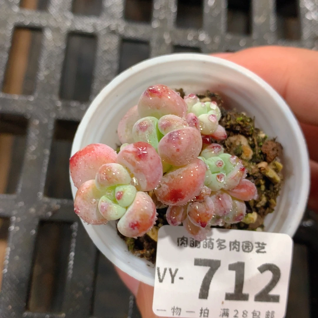 肉萌萌拇指盆多肉VY712