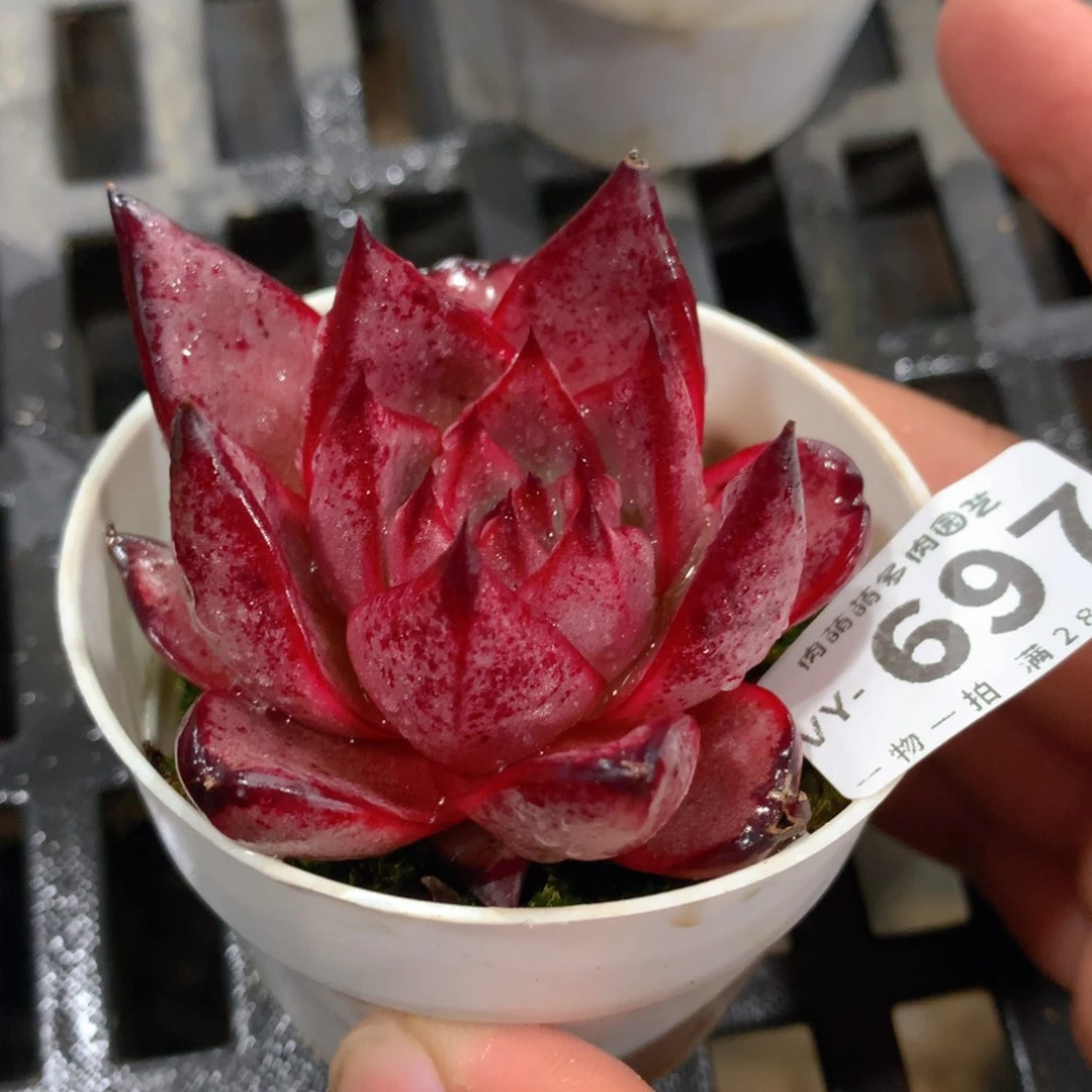 肉萌萌拇指盆多肉VY697