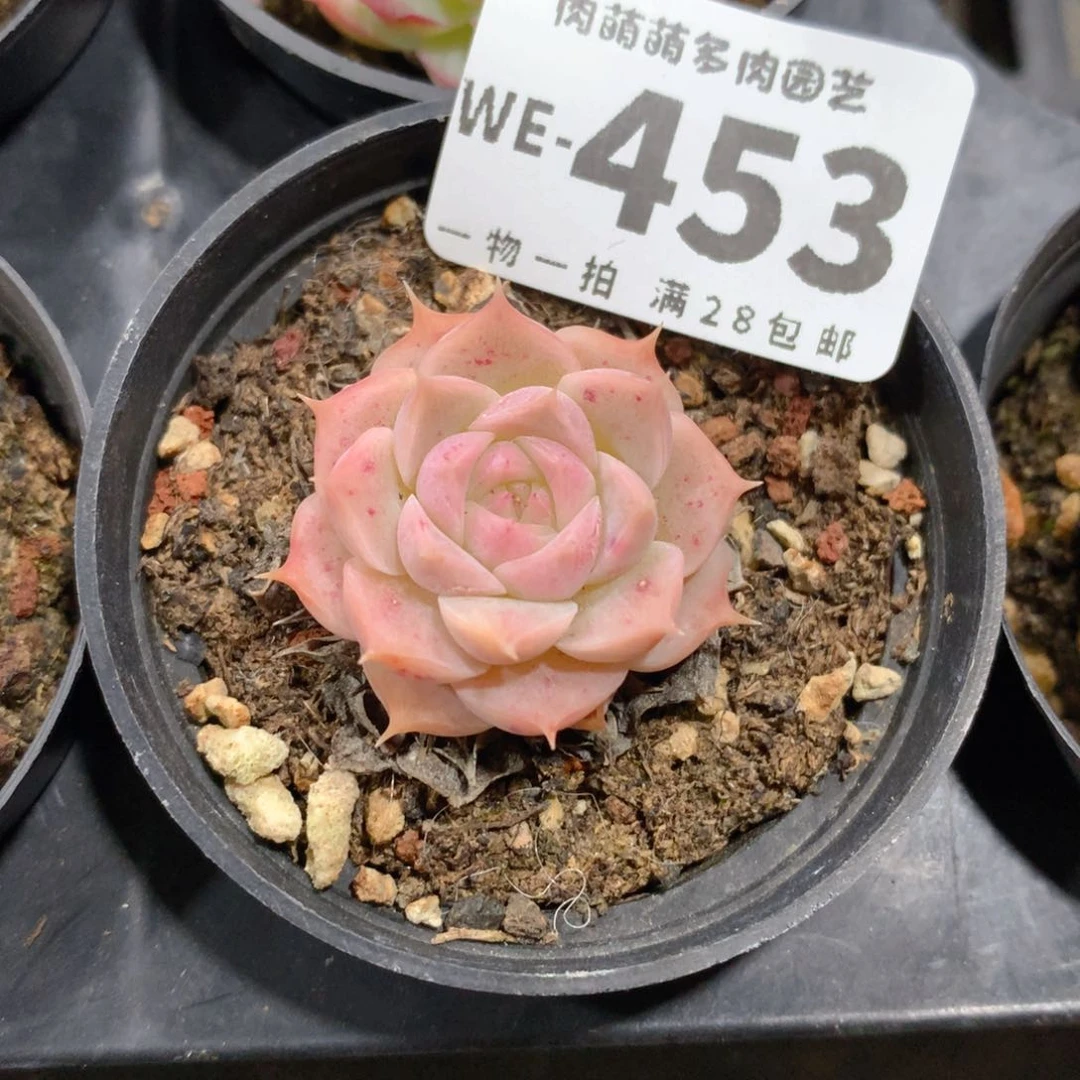 5CM拇指盆精控多肉WE453