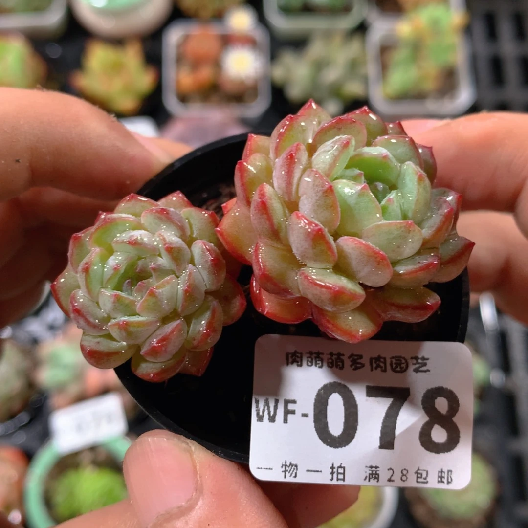 5CM拇指盆精控多肉WF078