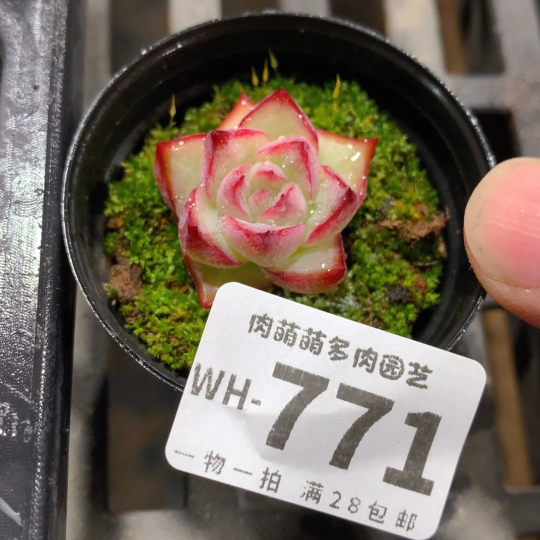 肉萌萌拇指盆多肉WH771