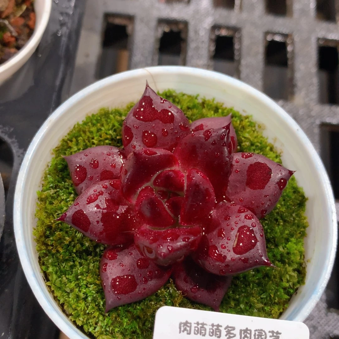 肉萌萌拇指盆多肉VY745