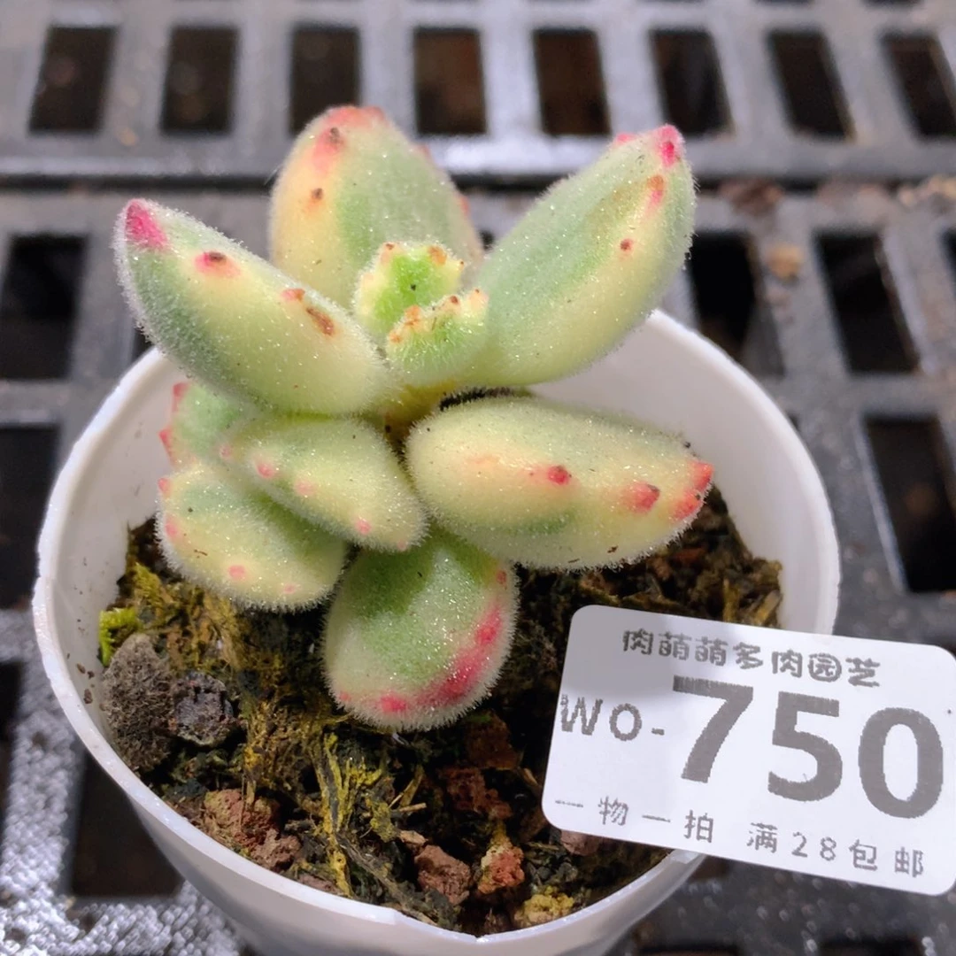 肉萌萌拇指盆精控多肉WO750