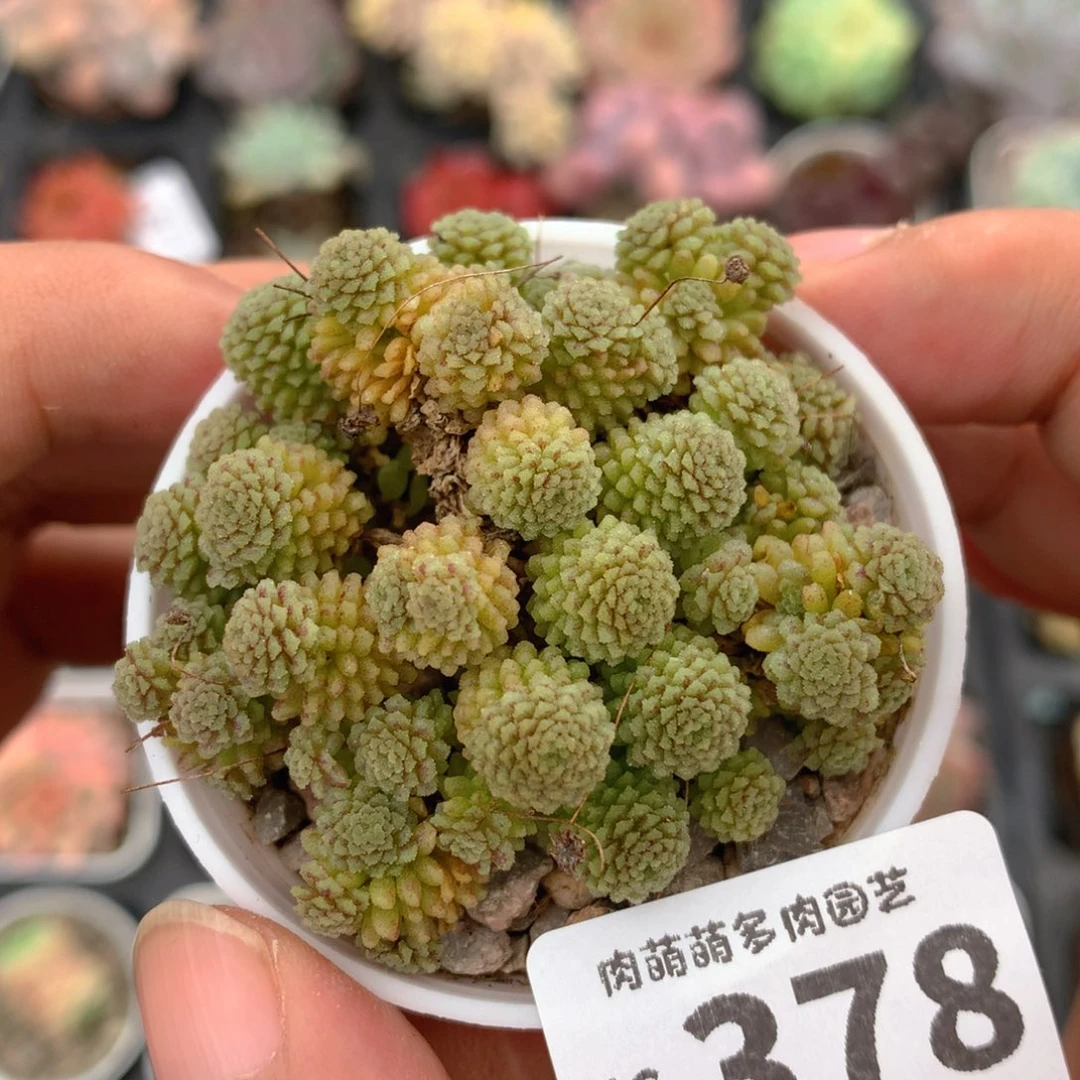 5CM拇指盆精控多肉WC378