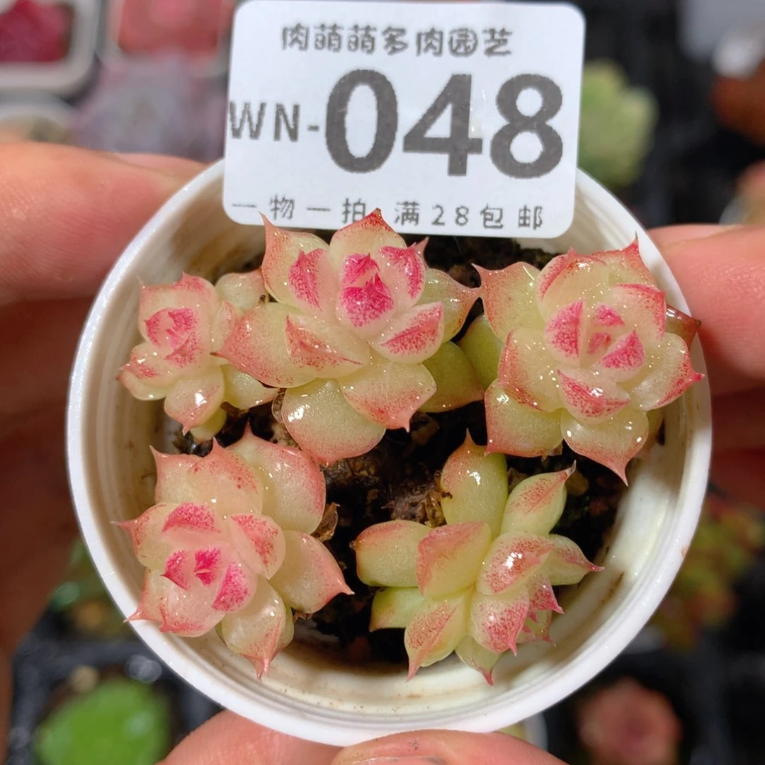 5CM拇指盆精控多肉WN048