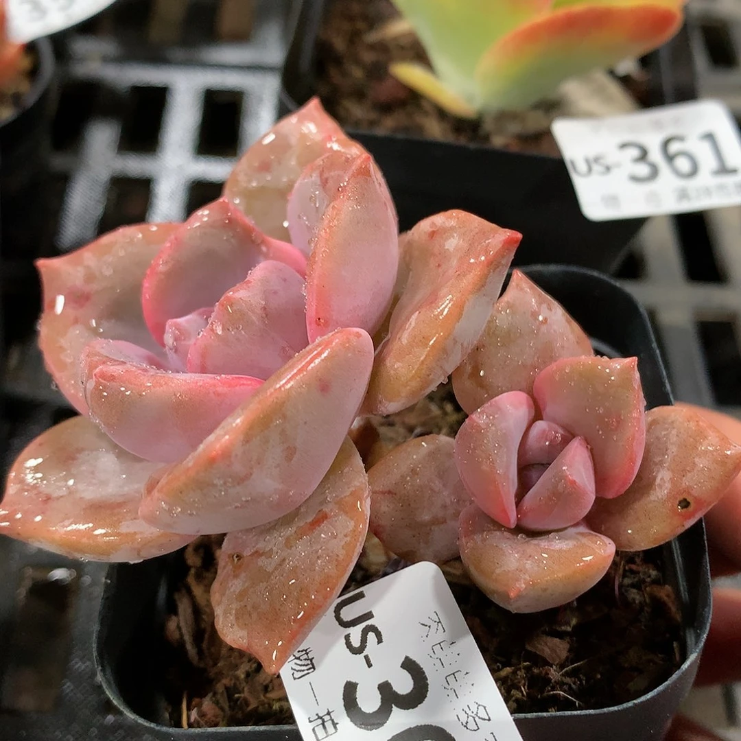 肉萌萌拇指盆多肉US362