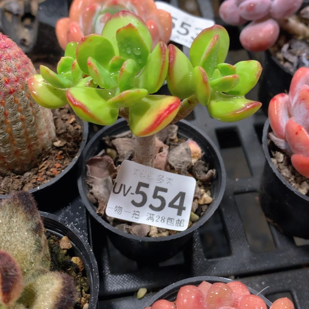 肉萌萌拇指盆多肉UV554